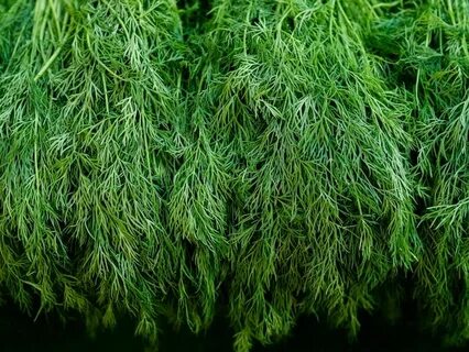 بهترین شرایط خرید سبزی شوید خشک صادراتی + قیمت رقابتی
